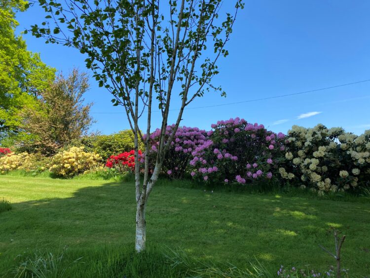 Rhododendrons white himalayan tree tree