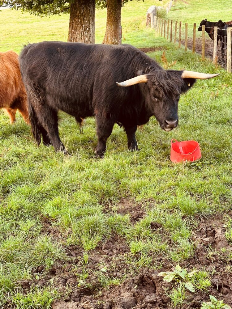 Black Highland cattle.