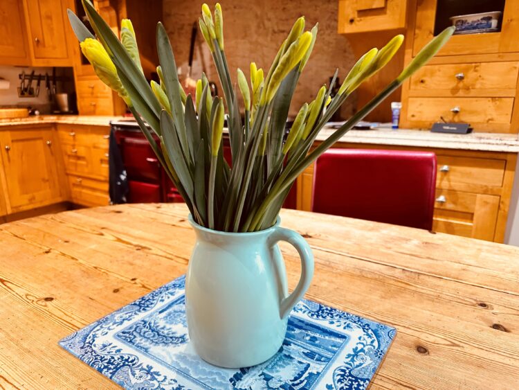 Daffodils in bud