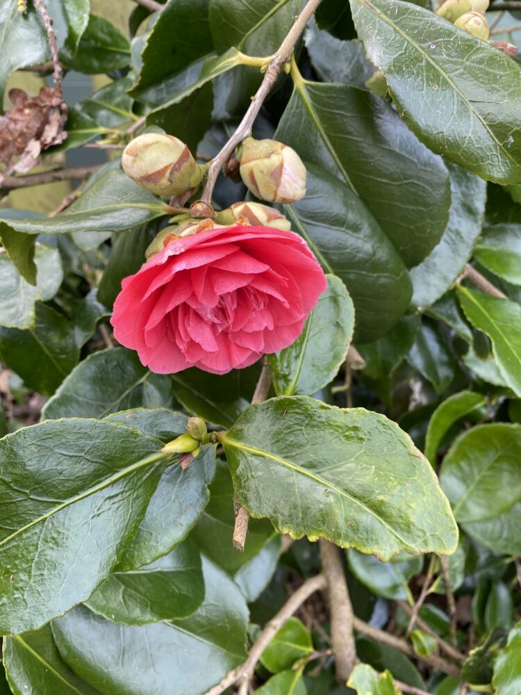 Flowering red CAmelia