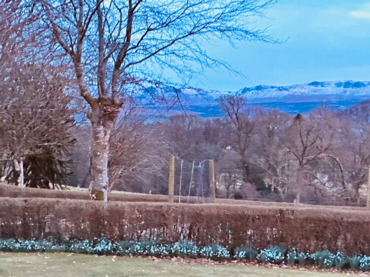 Snowdrops and Campsies Hills