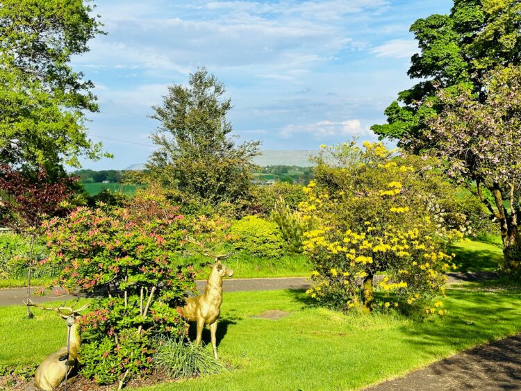 Deer in the garden