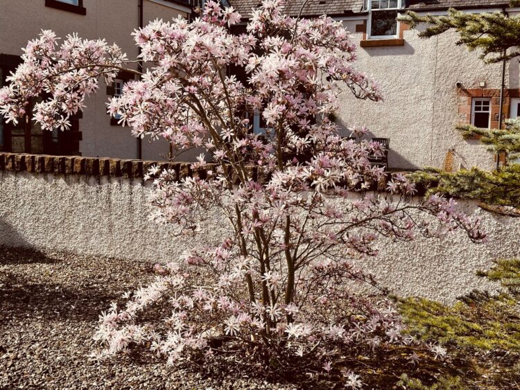 Magnolia Stellata 
