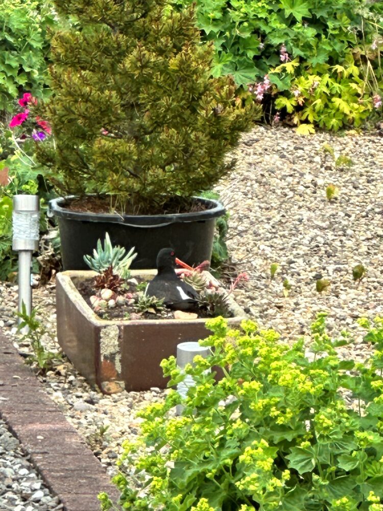 Oystercatcher sitting on the nest.