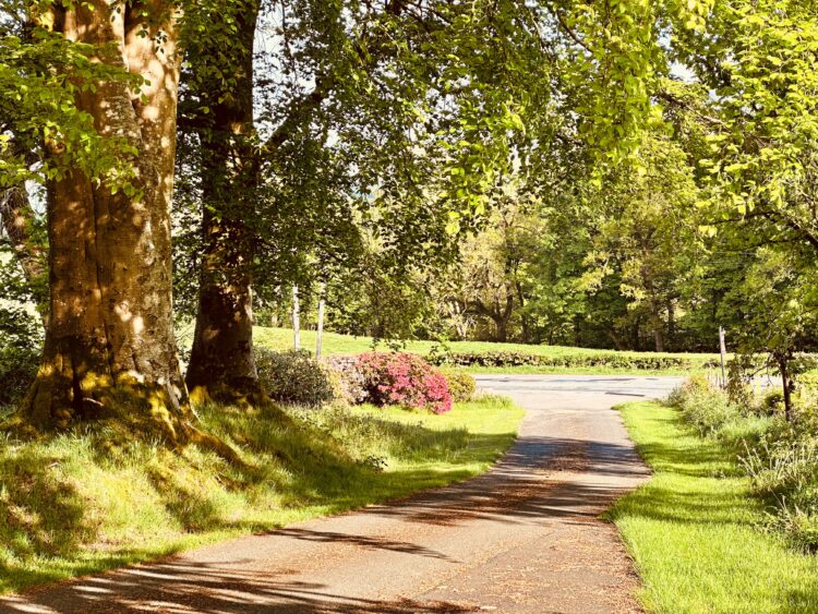 Rhododendrons and driveway