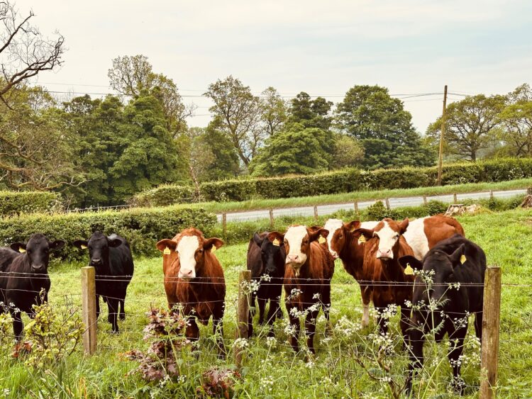 Cattle looking into the garden